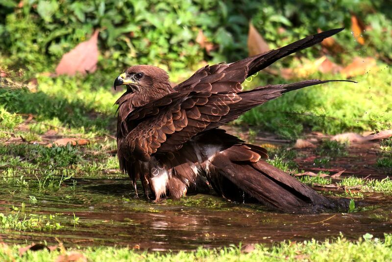 BLACK KITE BATHING by Ian Humphries