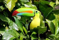 BLACK MANDIBLED TOUCAN by Ian Humphries