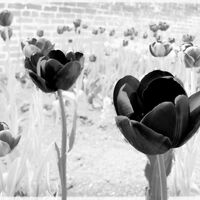 BLACK POWER by Alan Locke