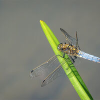 BLACK TAILED SKIMMER ON REED by Sarah Middleton