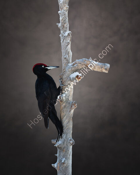 BLACK WOODPECKER SWEDEN by Michelle Jackson