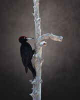 BLACK WOODPECKER SWEDEN by Michelle Jackson