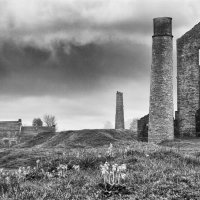BLOOMS AMIDST THE GLOOM by Christine Maughan