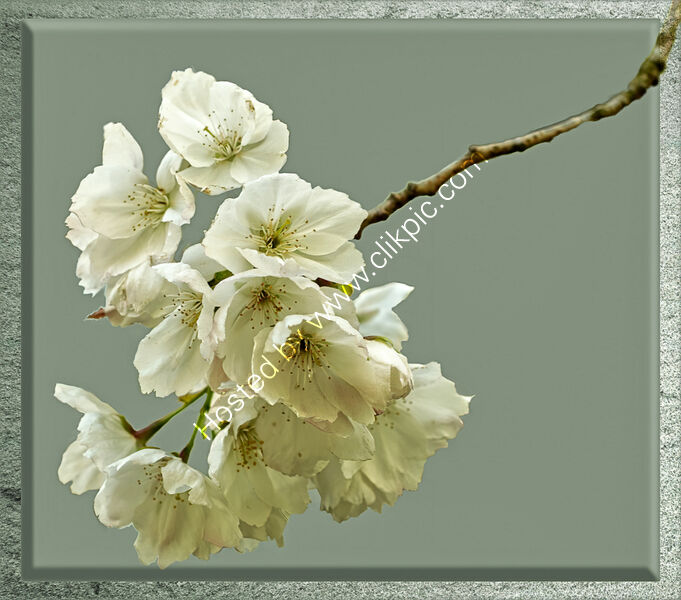 BLOSSOM by Malcolm Sargent