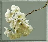 BLOSSOM by Malcolm Sargent