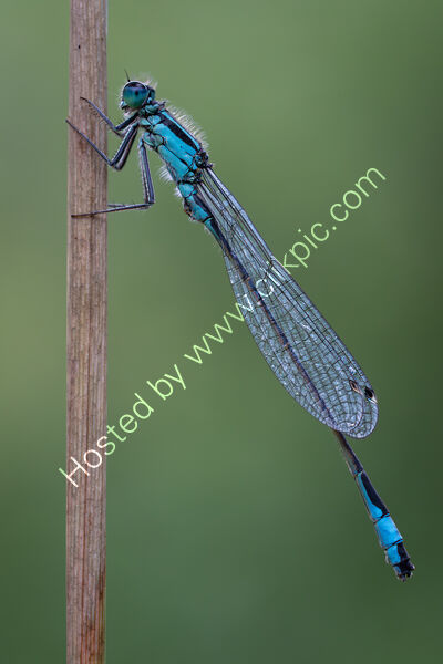 BLUE-TAILED DAMSELFLY by Christine Maughan