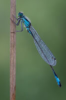 BLUE-TAILED DAMSELFLY by Christine Maughan