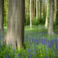 BLUEBELLS ICM by Chris Hall