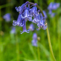 BLUEBELLS by Derrick Tuplin