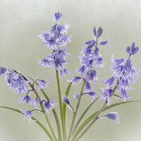 BLUEBELLS by Gillian Foulds