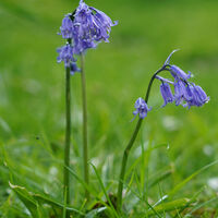 BLUEBELLS by Malcolm Neal