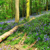 BLUEBELLS by Malcolm Sargent