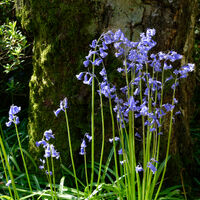BLUEBELLS by Peter Dishart