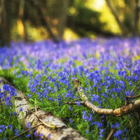 BLUEBELLS by Wayne Churchill