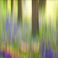 BLUEBELL WOOD ABSTRACTION by Ashley Franklin