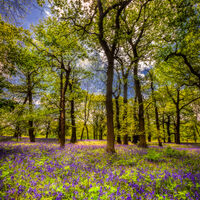 BLUEBELL WOOD by Ashley Franklin