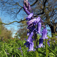 BLUEBELL by Mick Smith