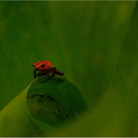 BLUE JEANS FROG by Derrick Tuplin