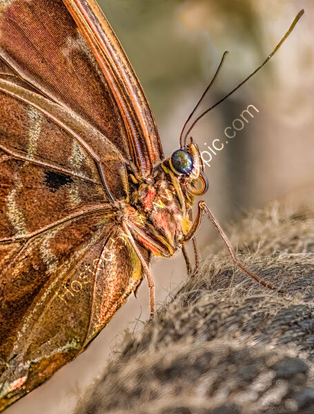 BLUE MORPHO BUTTERFLY by Tony Barker