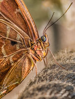 BLUE MORPHO BUTTERFLY by Tony Barker