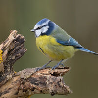BLUE TIT by Gillian Foulds