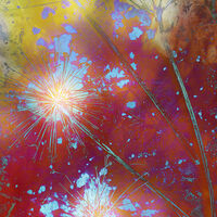 BOTANICAL FIREWORKS by Sam Ruth