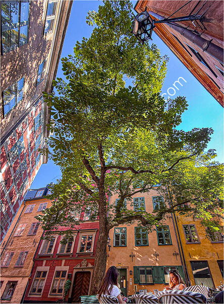 BRANDA TOMTEN STOCKHOLM by David Harrison