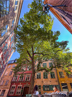 BRANDA TOMTEN STOCKHOLM by David Harrison