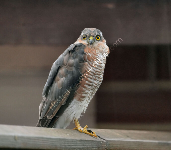 BREAKFAST VISITOR by Malcolm Neal