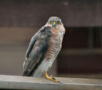 BREAKFAST VISITOR by Malcolm Neal