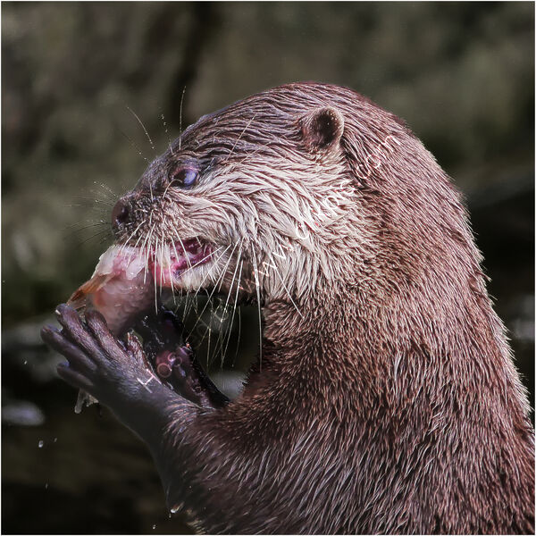 BREAKFAST by Phil Robinson