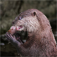 BREAKFAST by Phil Robinson