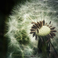 BREEZE by Sam Ruth