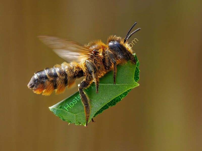 BRINGING IN THE LEAVES by Chris Jackson