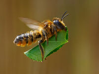 BRINGING IN THE LEAVES by Chris Jackson