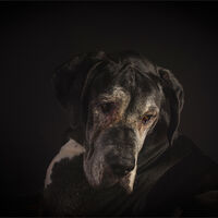 BRODIE By Wayne Churchill