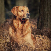 BRODIE IN WINTER SUN by Sarah Middleton