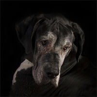 BRODIE by Wayne Churchill