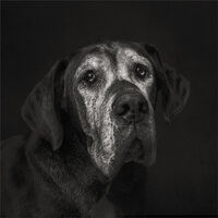BRODIE by Wayne Churchill