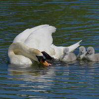 BUNDLES OF JOY by Malcolm Neal