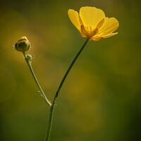 BUTTERCUP by Brenda Howard