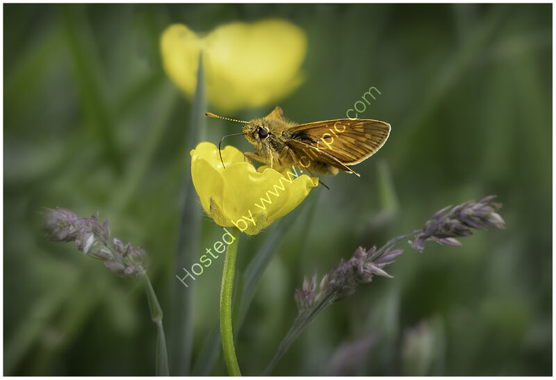 BUTTERFLY AND BUTTERCUP by Chris Greaves