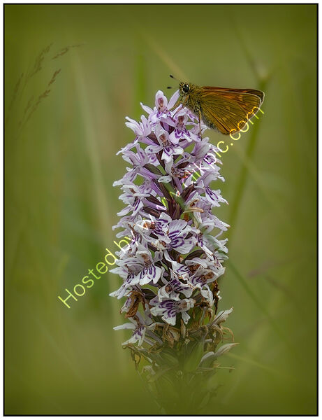 BUTTERFLY AND ORCHID by Chris Greaves