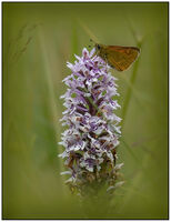 BUTTERFLY AND ORCHID by Chris Greaves