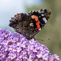 BUTTERFLY BUSH by Derrick Tuplin