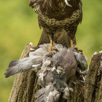 BUZZARD WITH KILL by Stanley J Annable