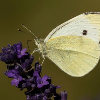 CABBAGE WHITE BUTTERFLY ON LAVENDER by David White