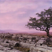CALM SUMMER EVENING by Sue Swain