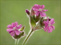 CAMPIONS by Gillian Foulds