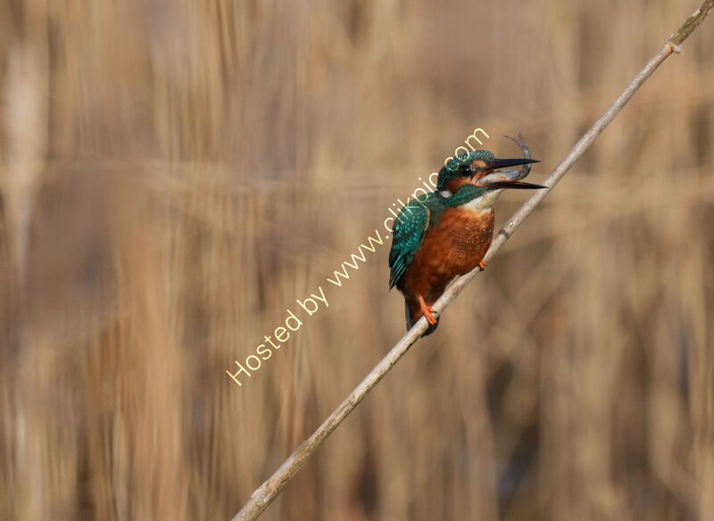 CAN I EAT THIS by Malcoln Neal